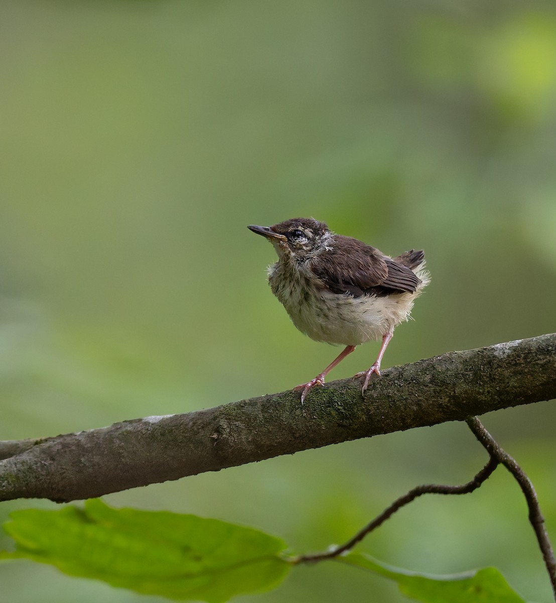 Louisiana Waterthrush - ML636482986