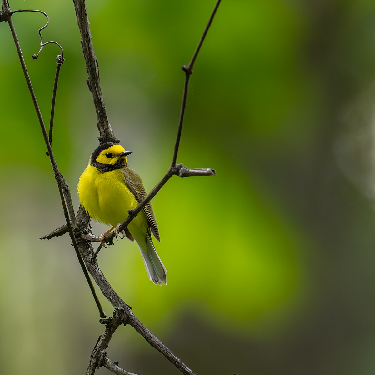 Hooded Warbler - ML636483001