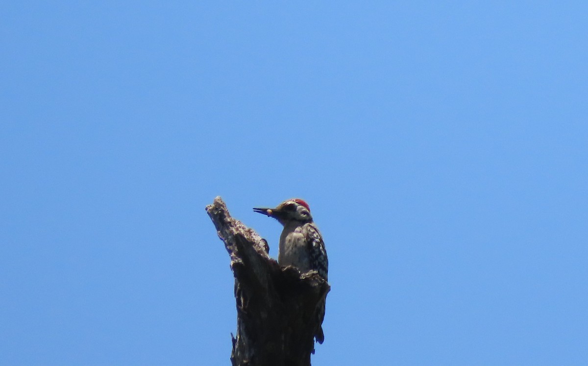 Ladder-backed Woodpecker - ML636483068