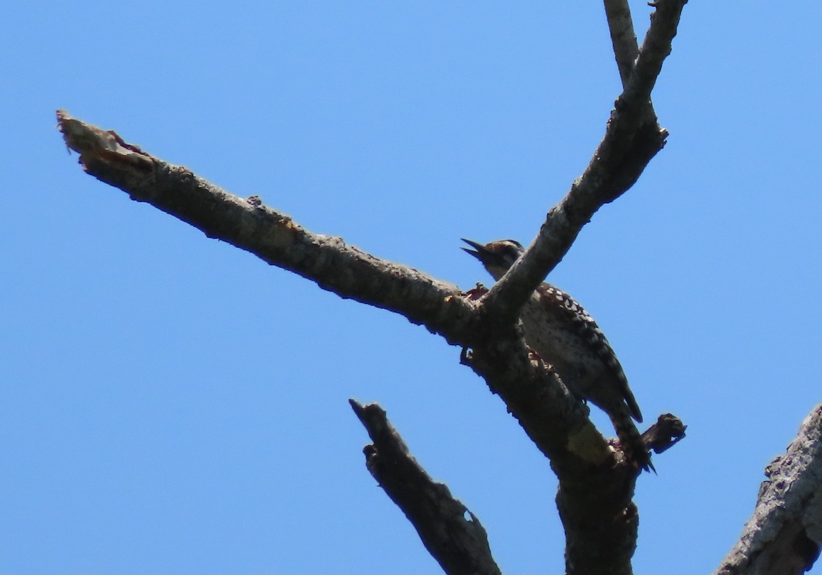 Ladder-backed Woodpecker - ML636483069