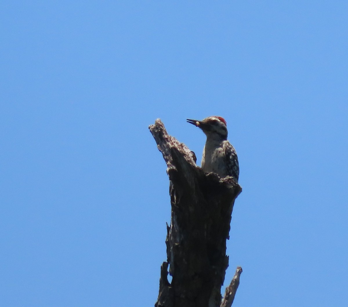 Ladder-backed Woodpecker - ML636483070