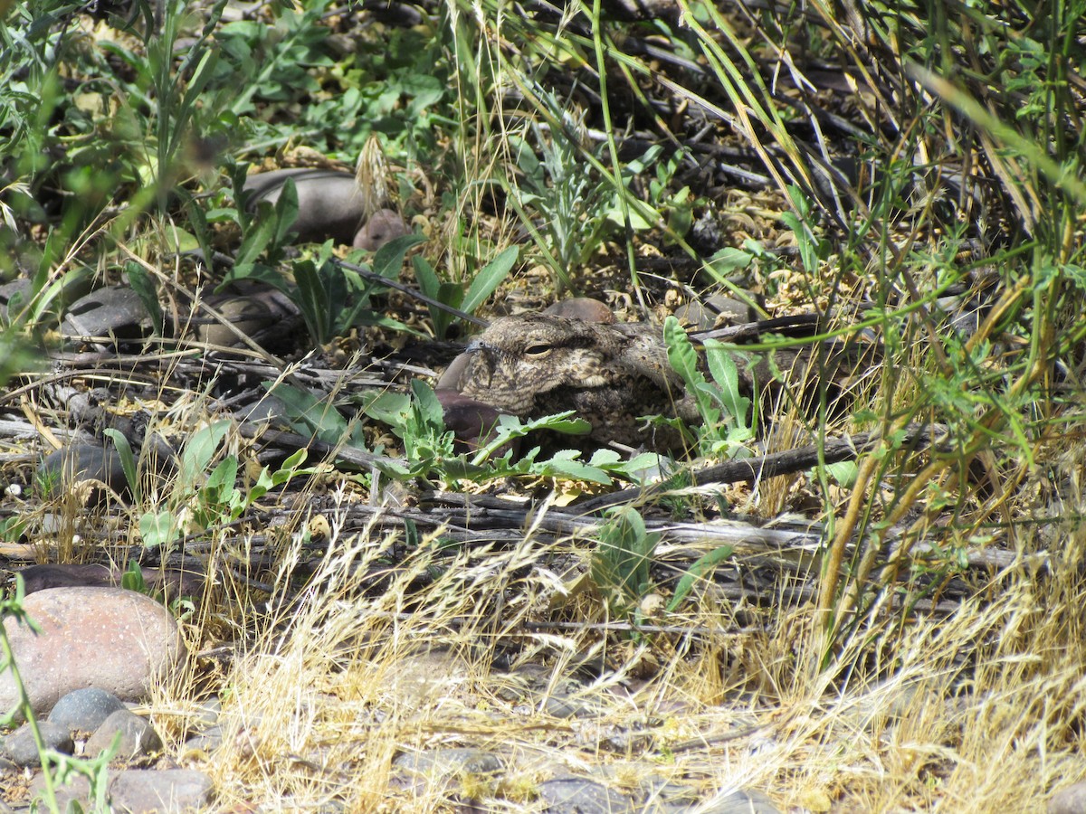 Scissor-tailed Nightjar - ML636483077