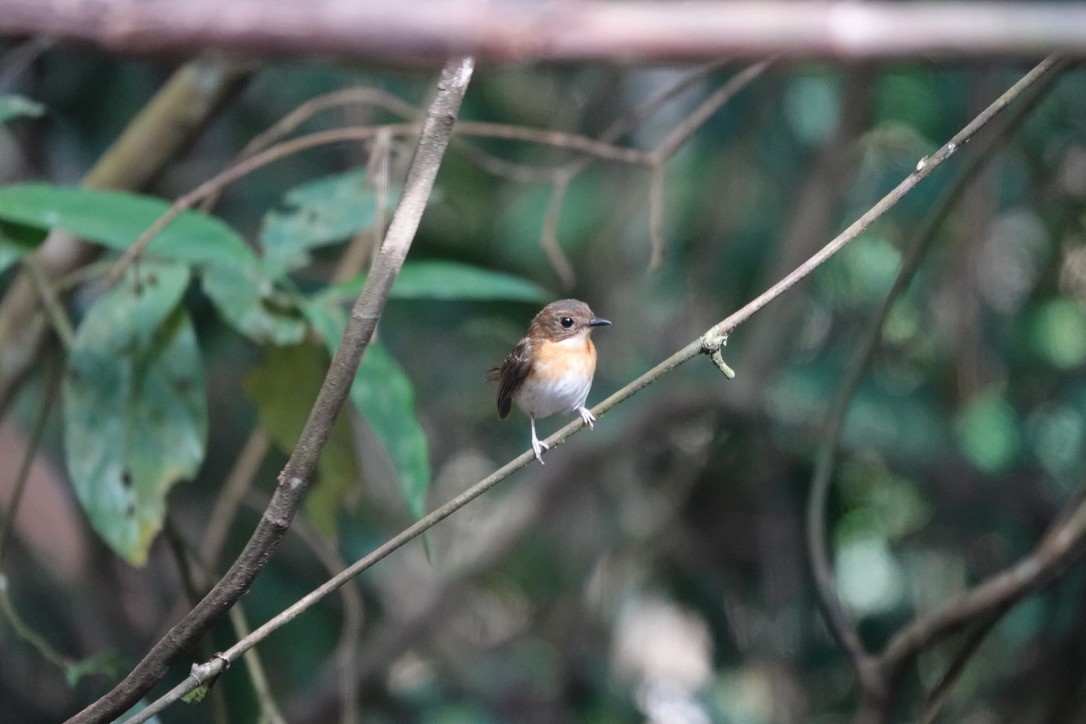 Rufous-chested Flycatcher - ML636483092
