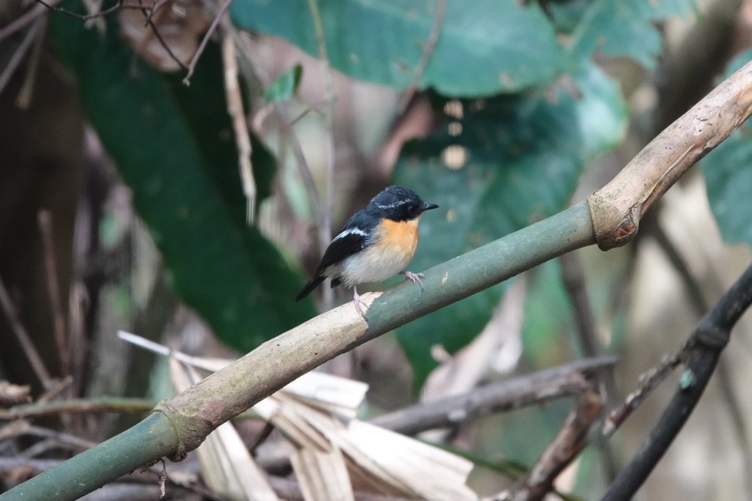 Rufous-chested Flycatcher - ML636483102