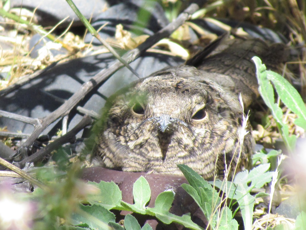 Scissor-tailed Nightjar - ML636483131