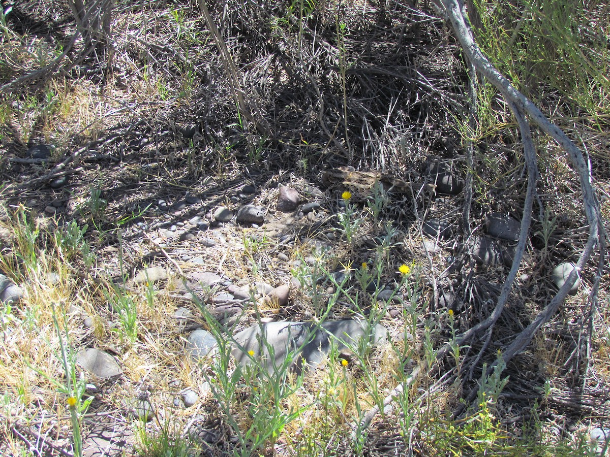 Scissor-tailed Nightjar - ML636483228