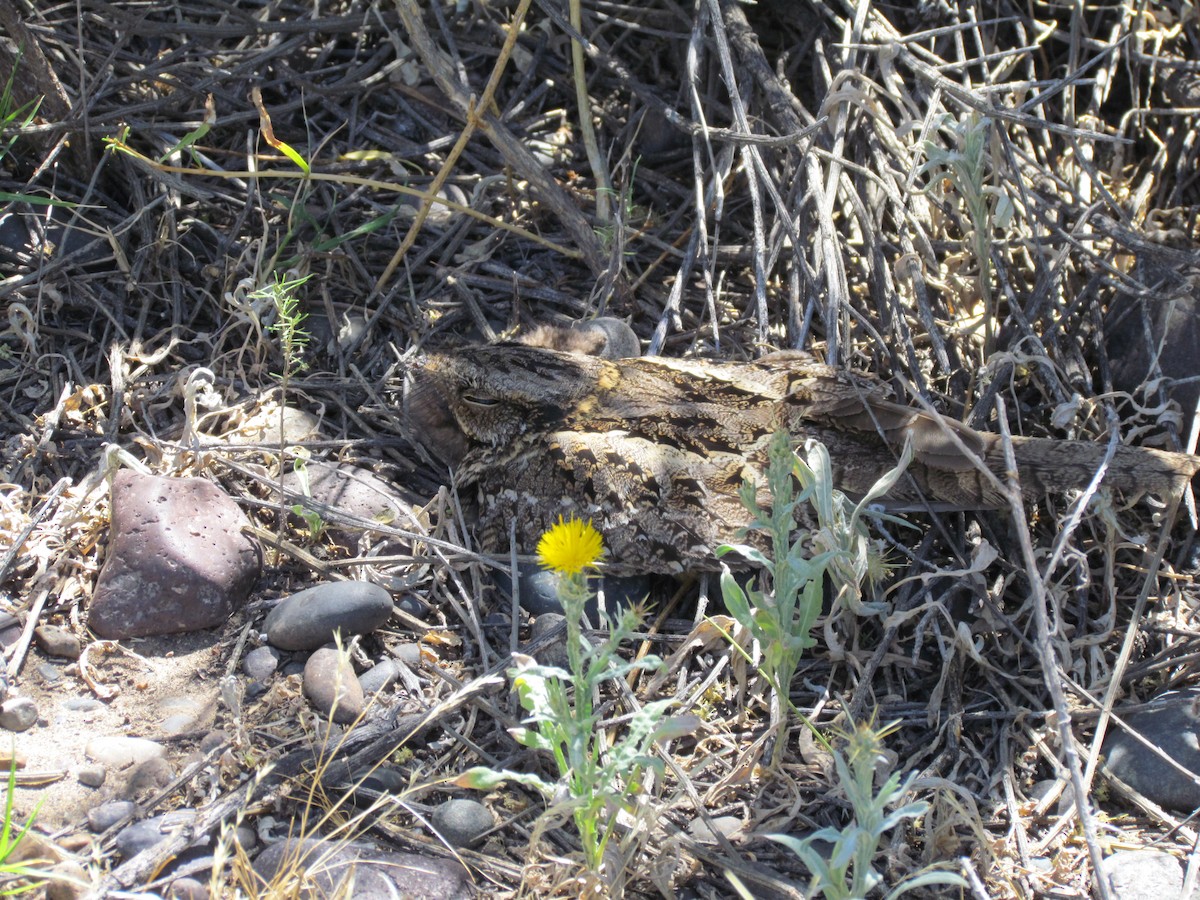 Scissor-tailed Nightjar - ML636483280
