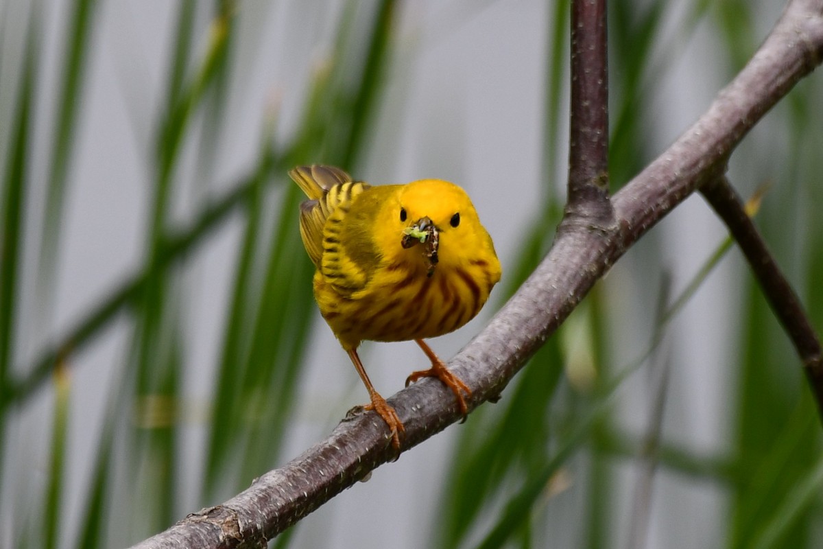 Yellow Warbler - ML636483302