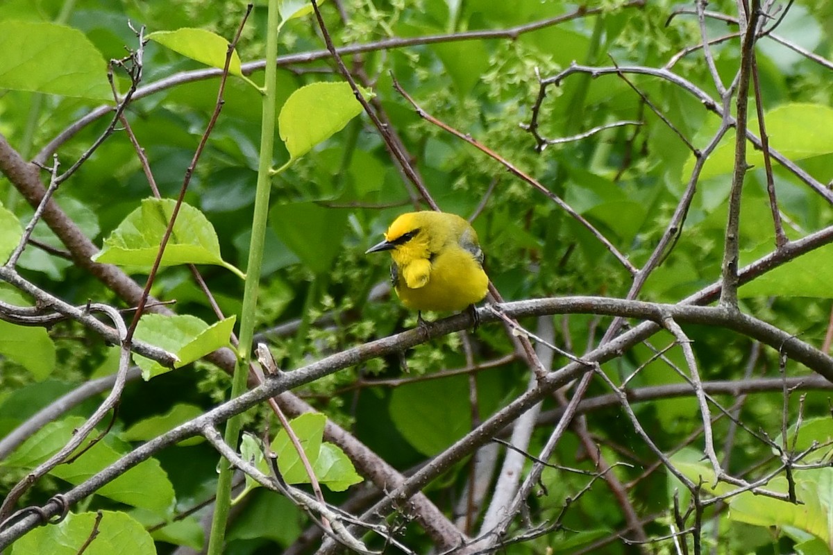 Blue-winged Warbler - ML636483363