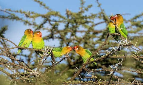 Photos - Fischer's Lovebird - Agapornis fischeri - Birds of the World