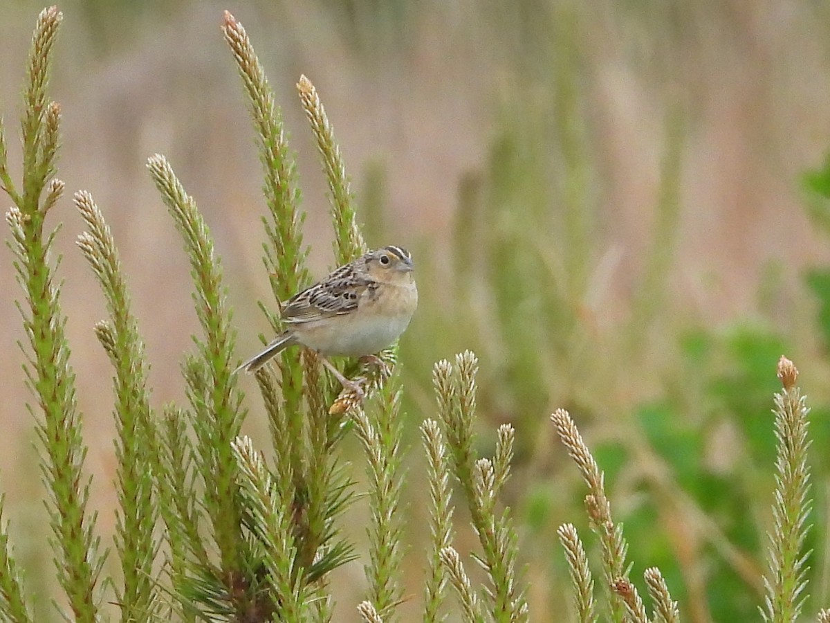 Grasshopper Sparrow - ML636483388
