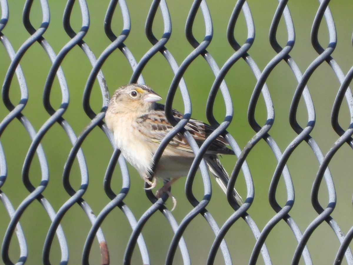Grasshopper Sparrow - ML636483389