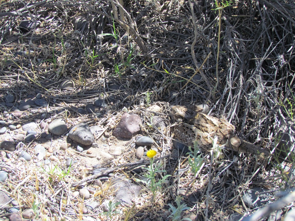 Scissor-tailed Nightjar - ML636483398