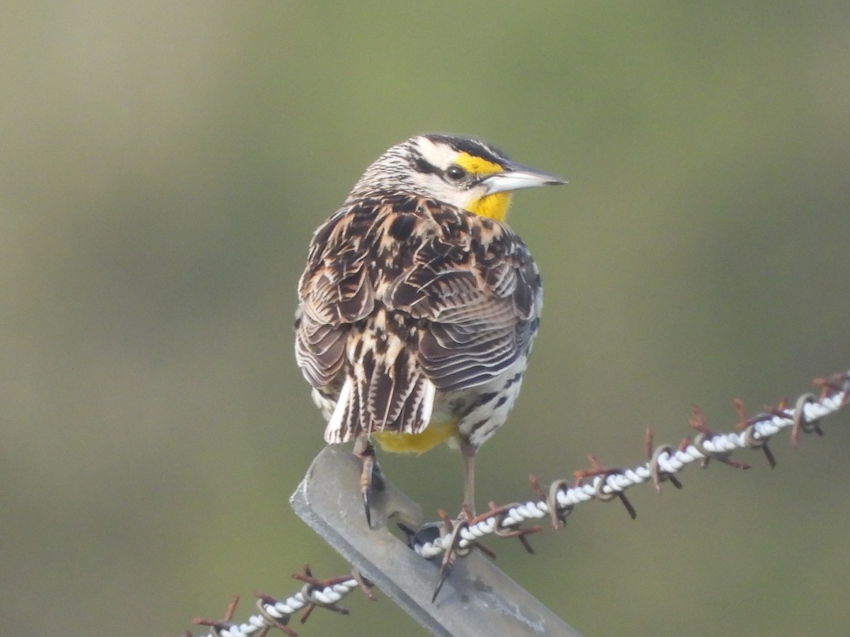 Eastern Meadowlark - ML636483407