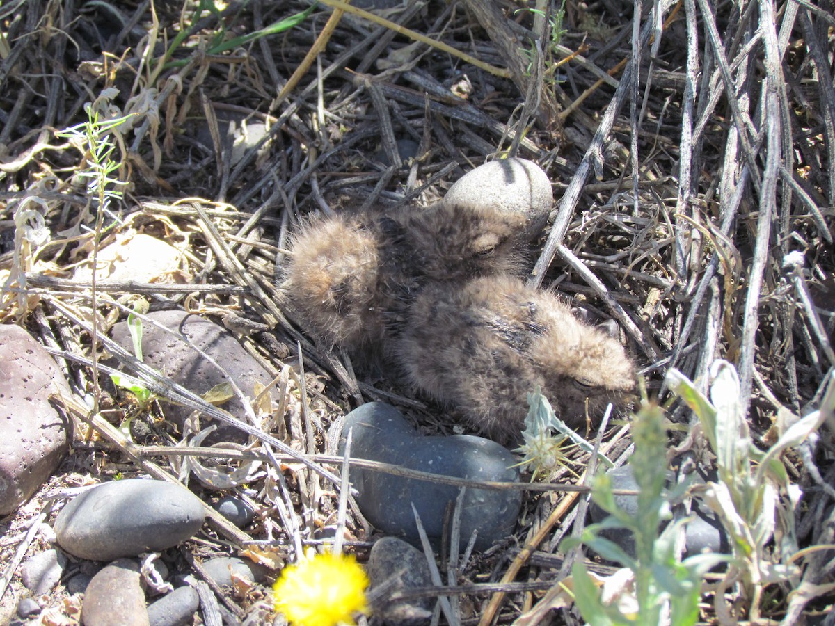 Scissor-tailed Nightjar - ML636483435