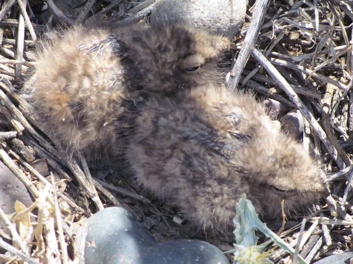 Scissor-tailed Nightjar - ML636483475