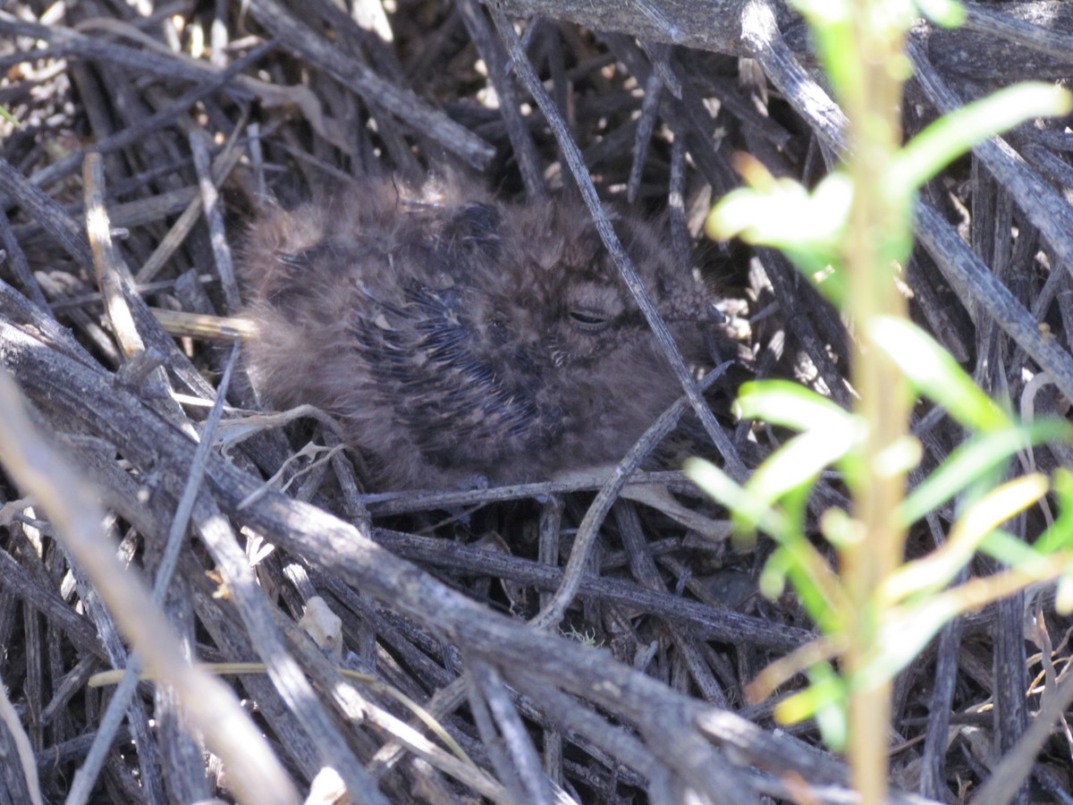 Scissor-tailed Nightjar - ML636483537