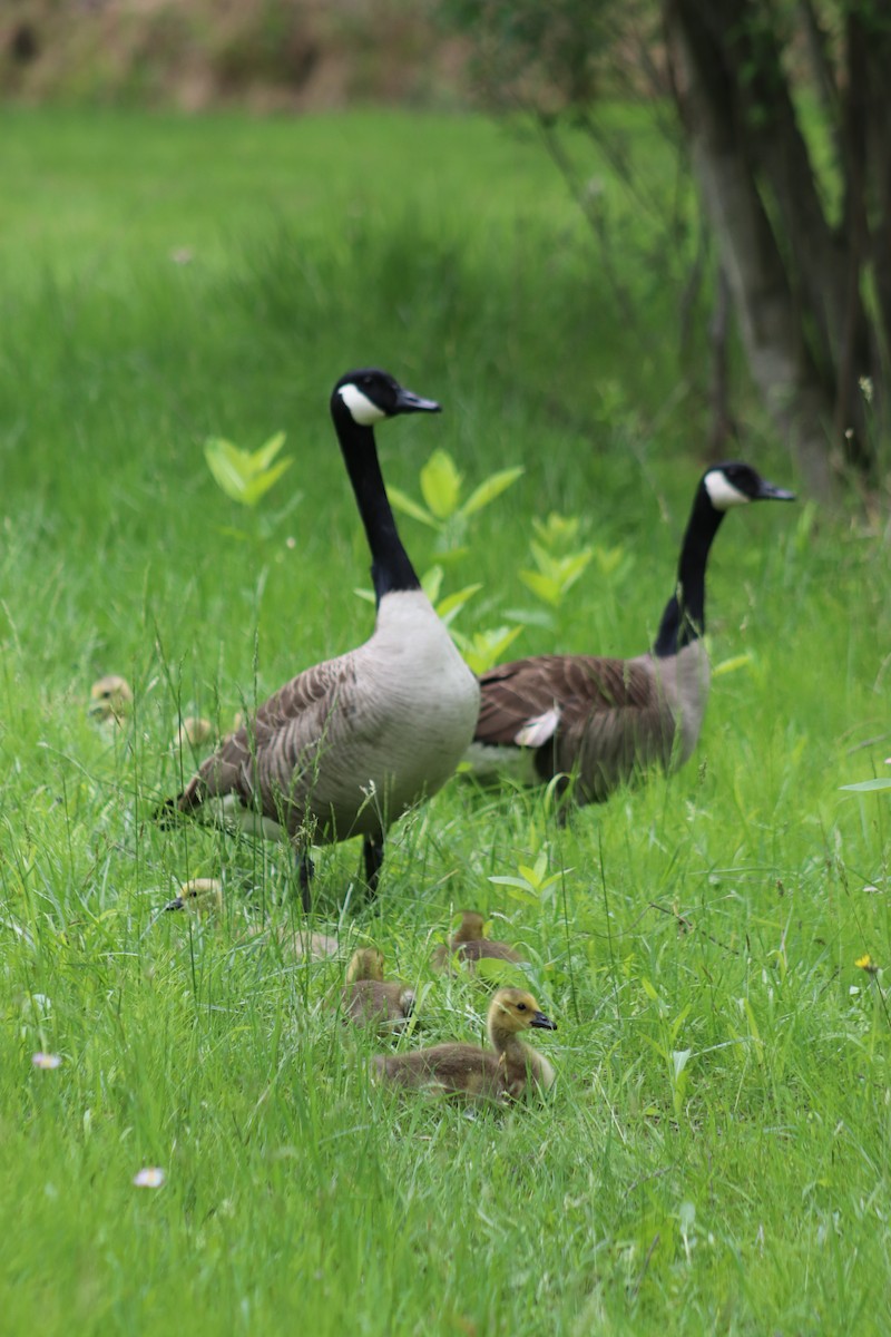 Canada Goose - ML636483736