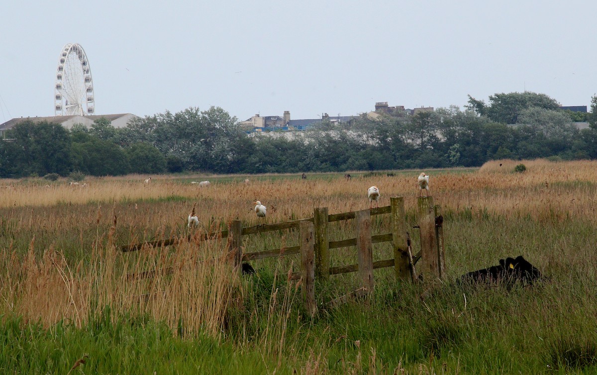 Western Cattle-Egret - ML636483762