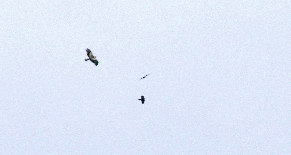 Booted Eagle - ML636483805