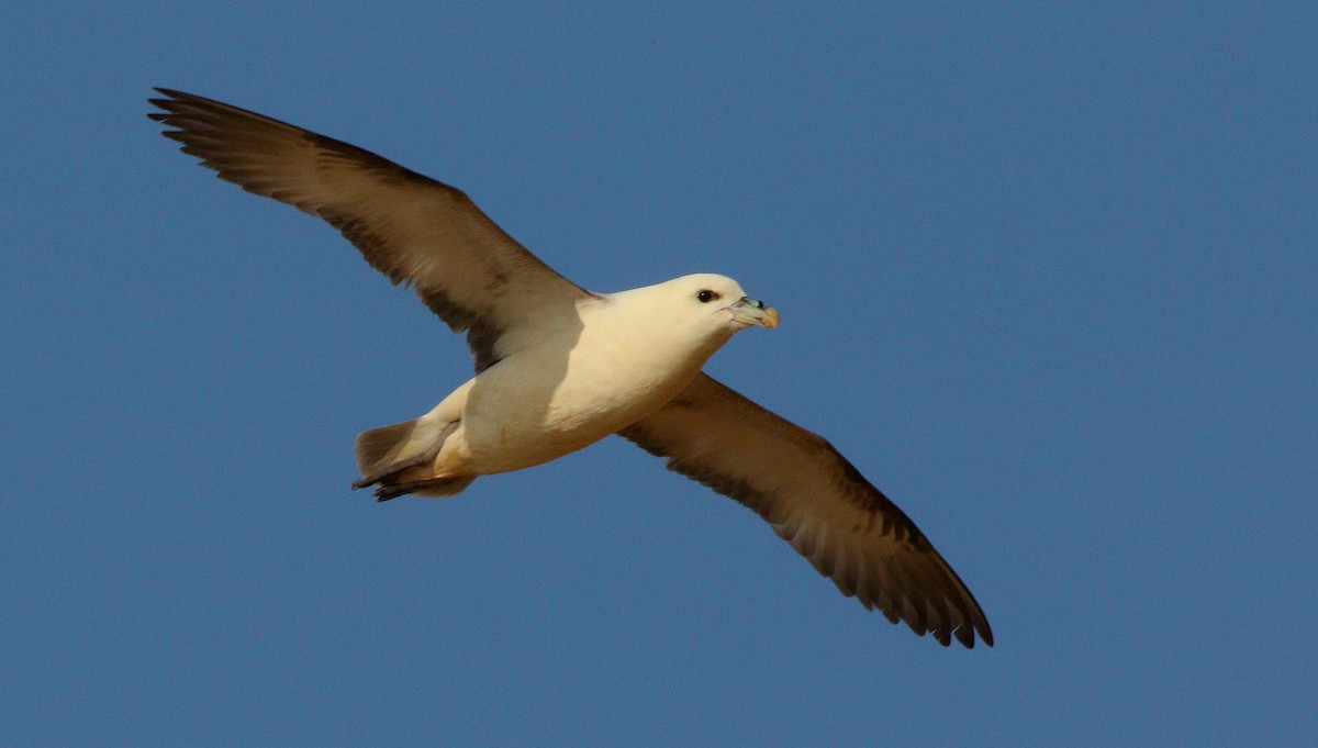 Northern Fulmar - ML636483873