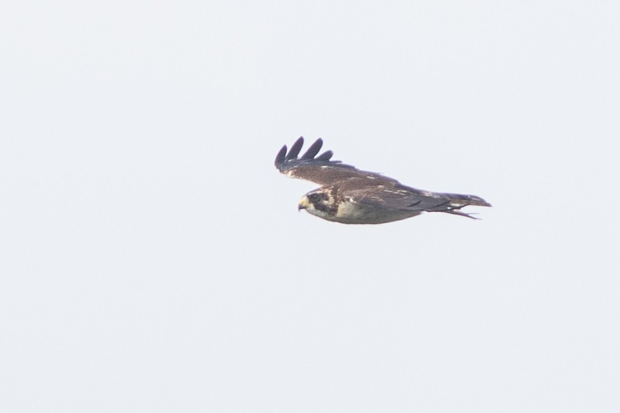 Short-tailed Hawk - ML636483876
