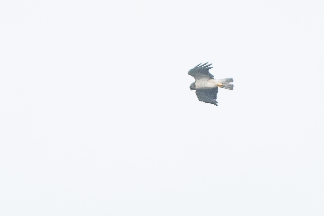 Short-tailed Hawk - ML636483877