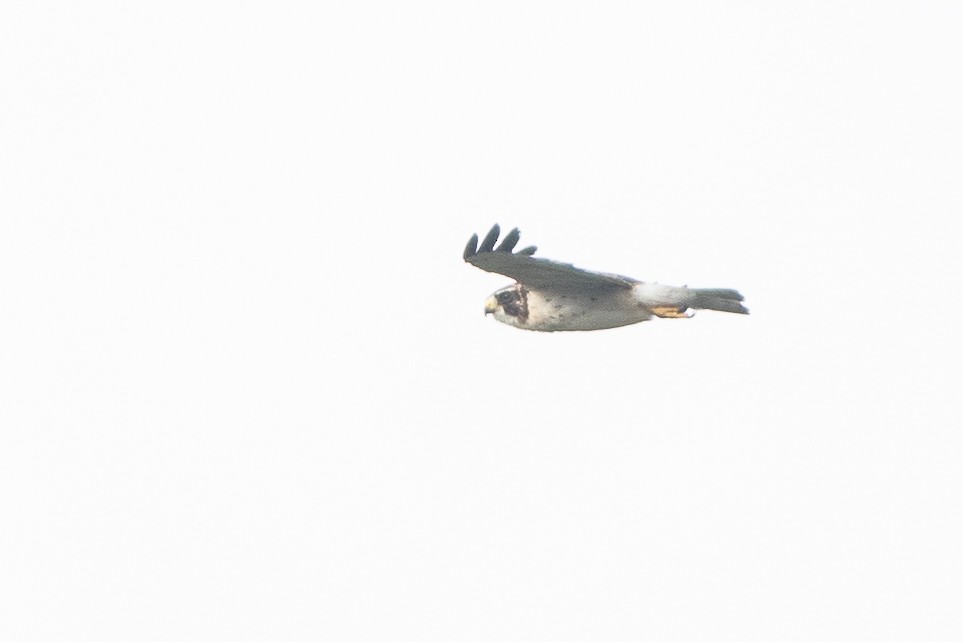 Short-tailed Hawk - ML636483880