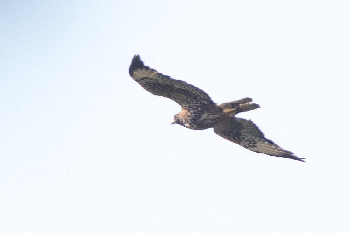 Short-tailed Hawk - ML636483891