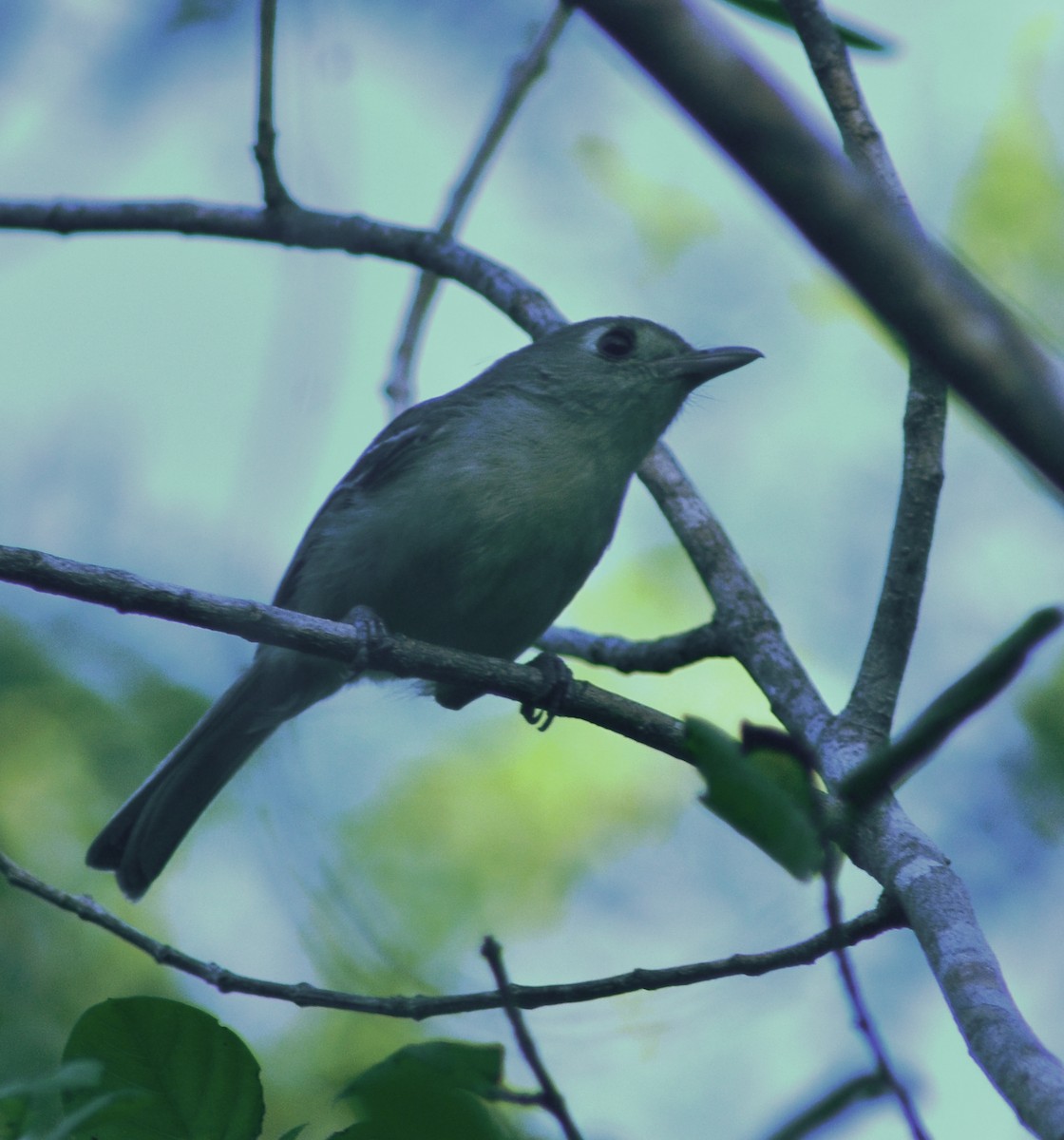 Cuban Vireo - ML636483927
