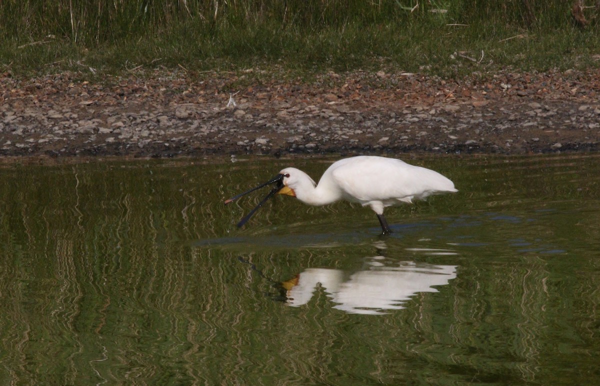 Eurasian Spoonbill - ML636483948