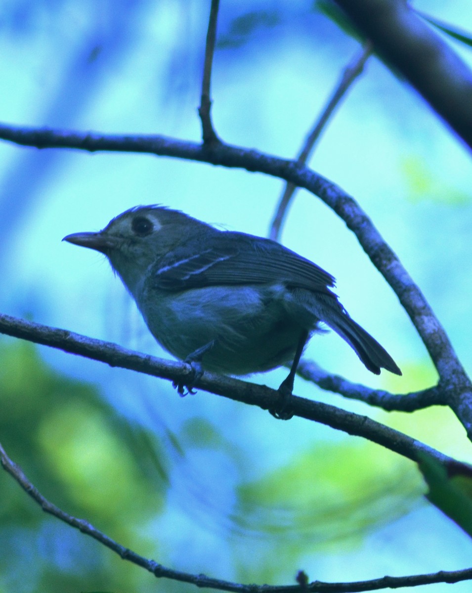 Cuban Vireo - ML636483960