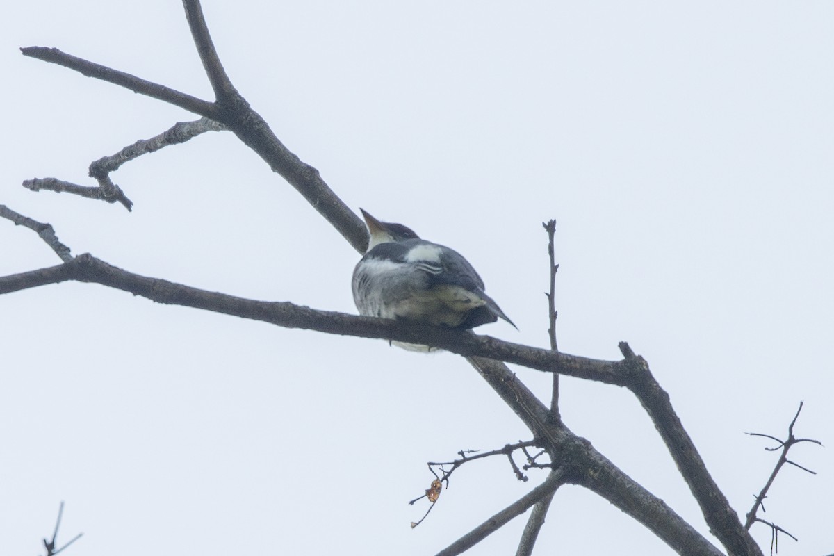 Olive-sided Flycatcher - ML636483967