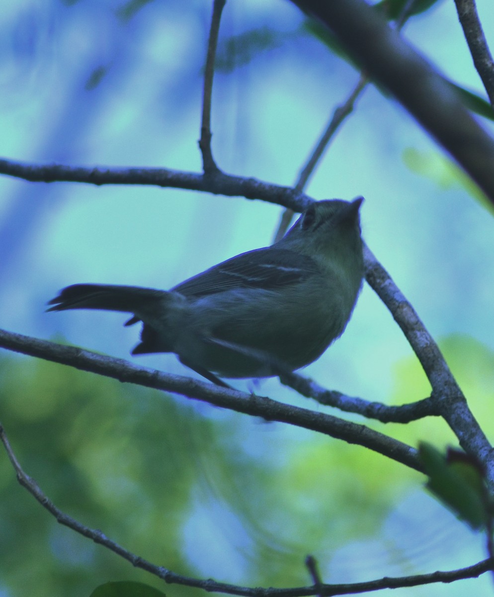 Cuban Vireo - ML636483996