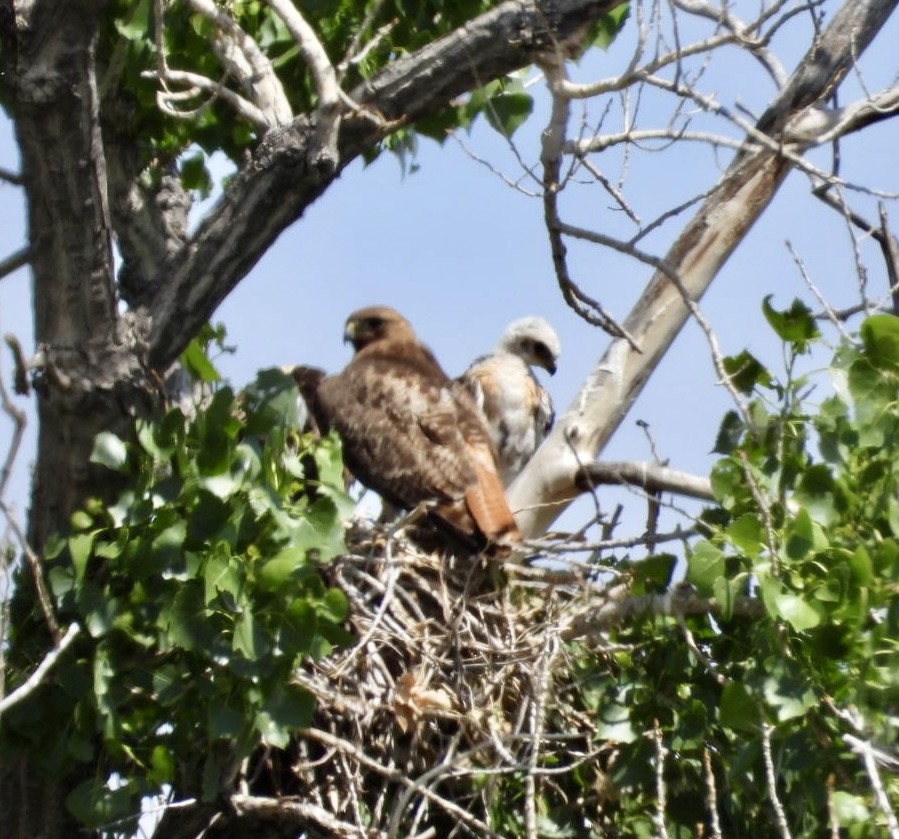 Red-tailed Hawk - ML636484096