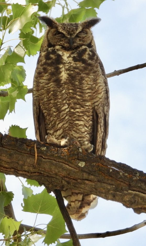 Great Horned Owl - ML636484128