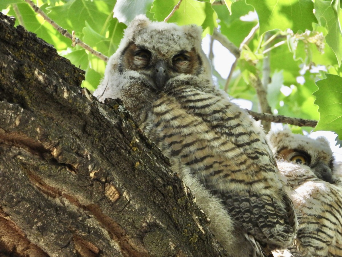 Great Horned Owl - ML636484129
