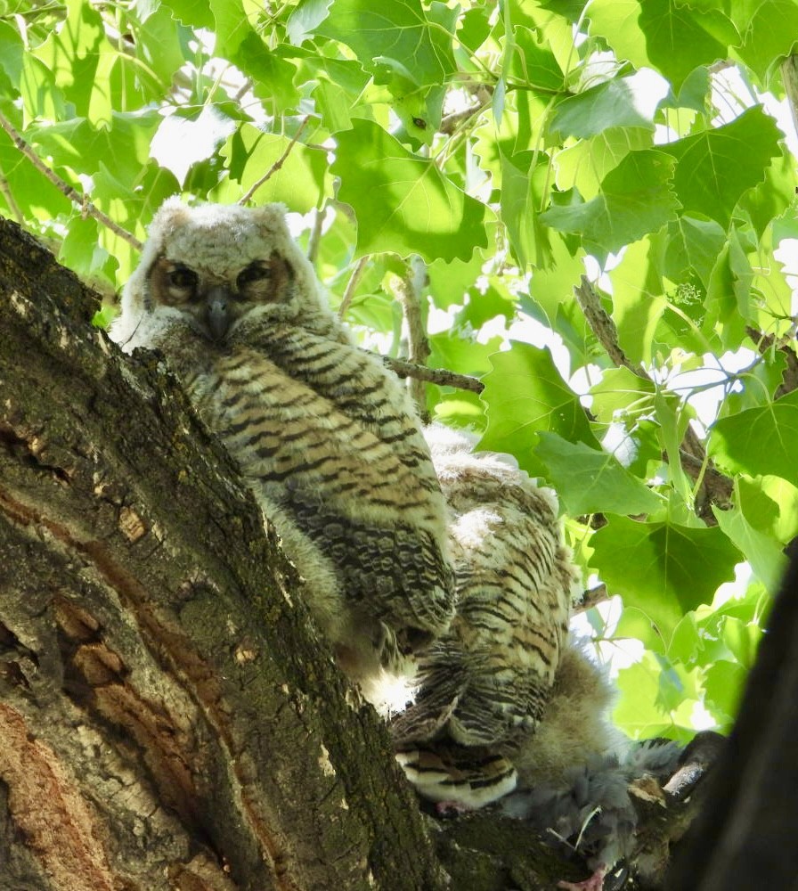 Great Horned Owl - ML636484130