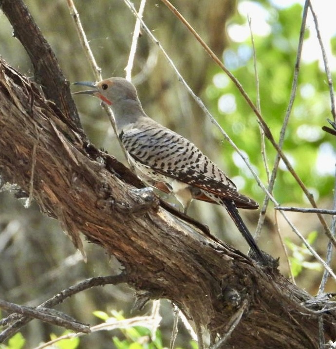 Northern Flicker - ML636484180