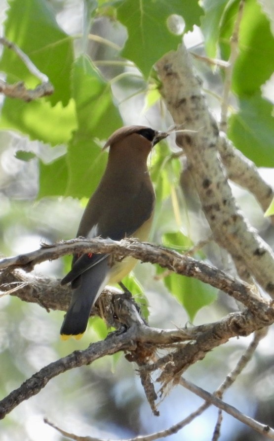 Cedar Waxwing - ML636484191