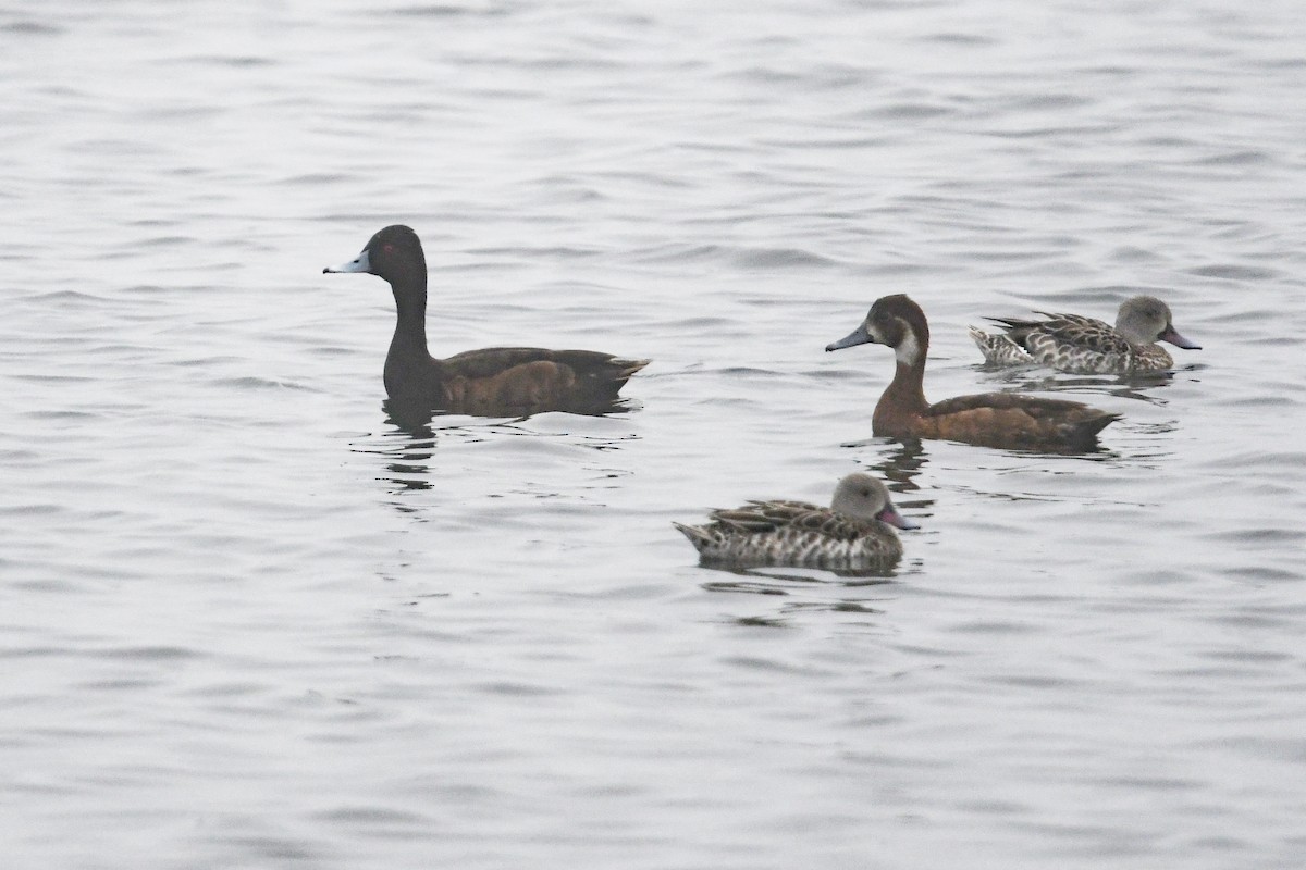 Southern Pochard - ML636484234