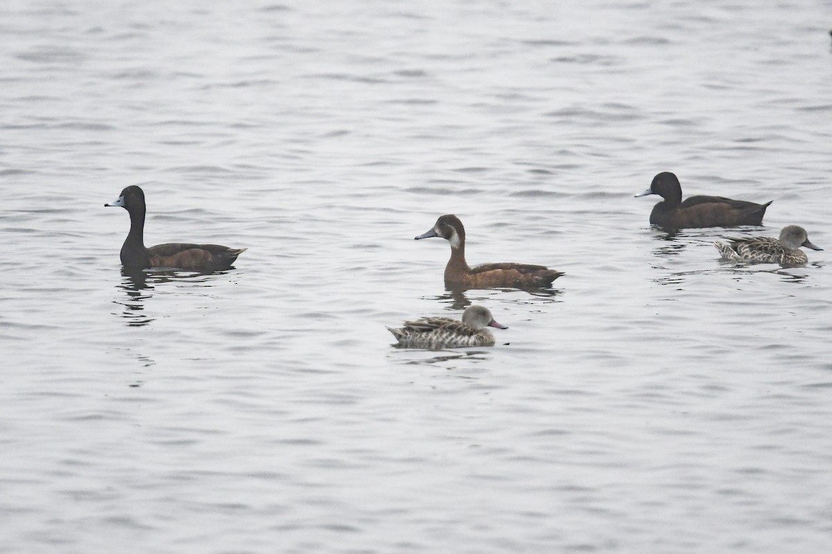 Southern Pochard - ML636484241