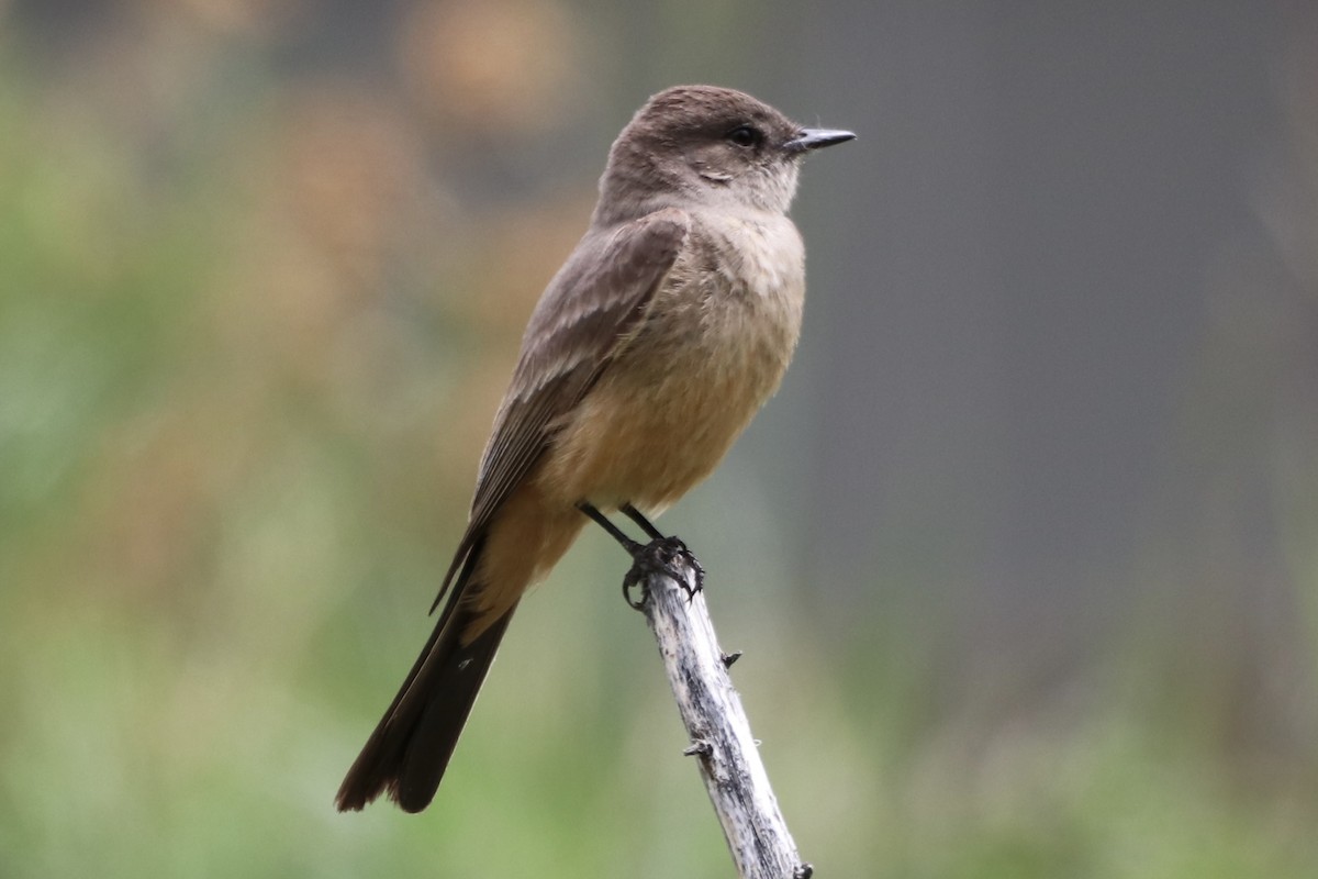 Zimtbauch-Phoebetyrann - ML636484246