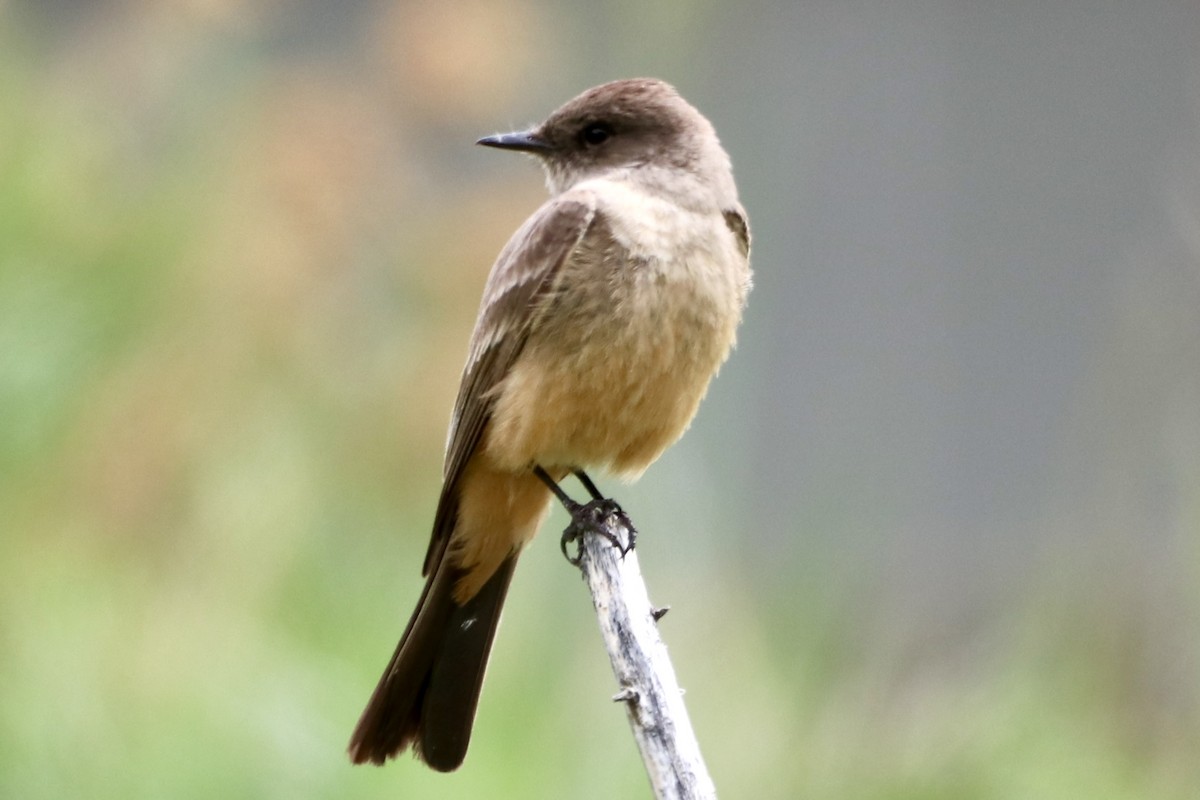 Zimtbauch-Phoebetyrann - ML636484247