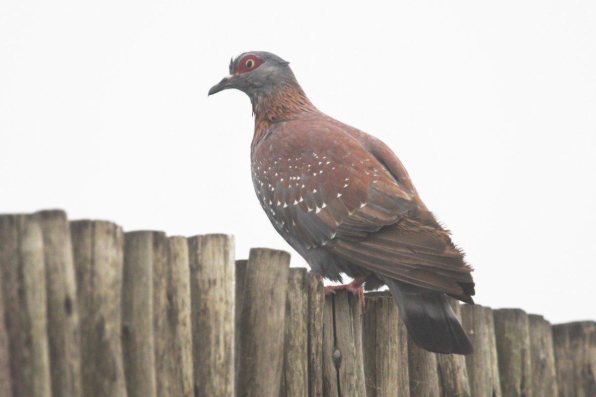 Speckled Pigeon - ML636484336