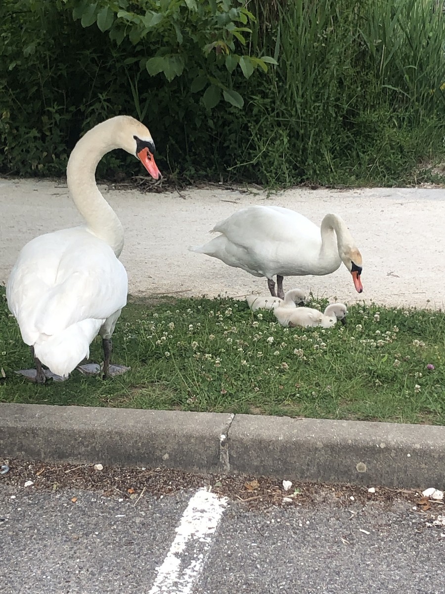 Mute Swan - ML636484407