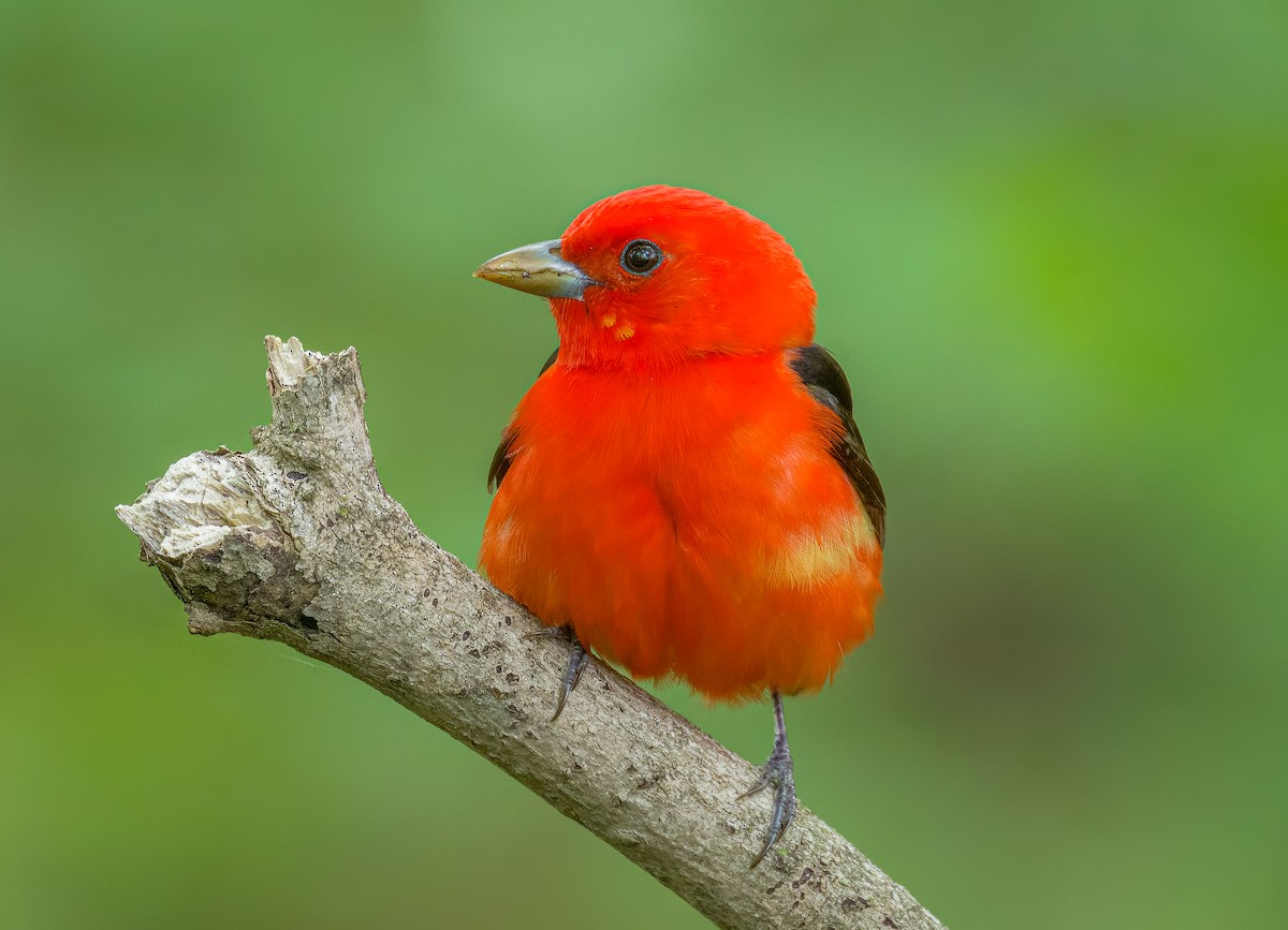 Scarlet Tanager - ML636484413