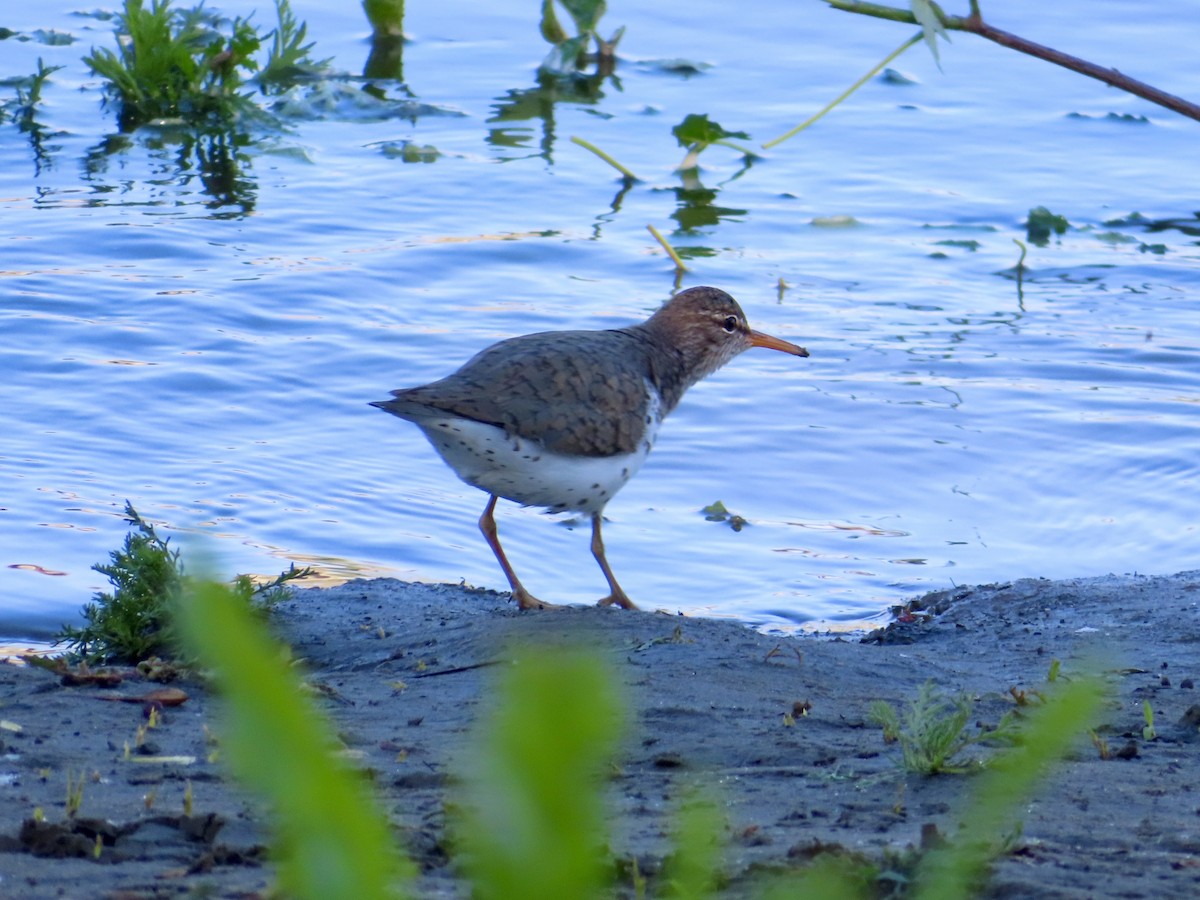 Spotted Sandpiper - ML636484427