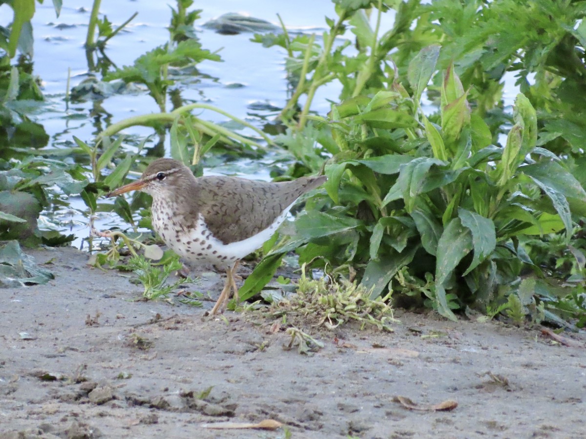 Spotted Sandpiper - ML636484428