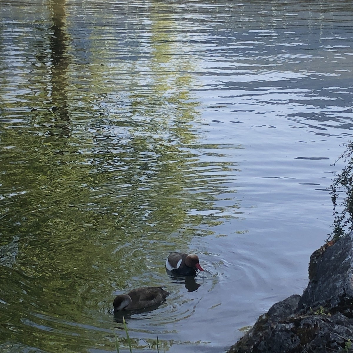 Red-crested Pochard - ML636484452